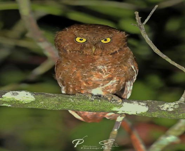 Mountain Scops Owl